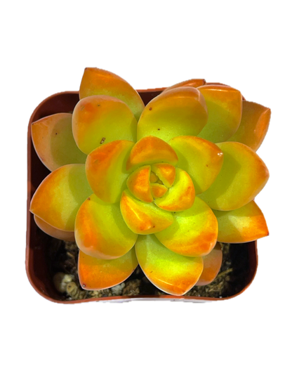 Sedum adolphi - Golden Glow-SEAH