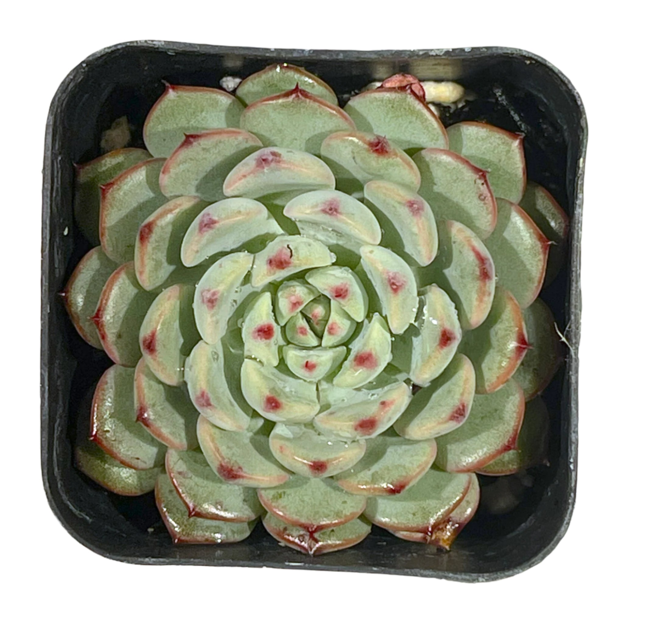 blue minima succulent Blue Minima Echeveria | Echeveria 'Blue Minima'