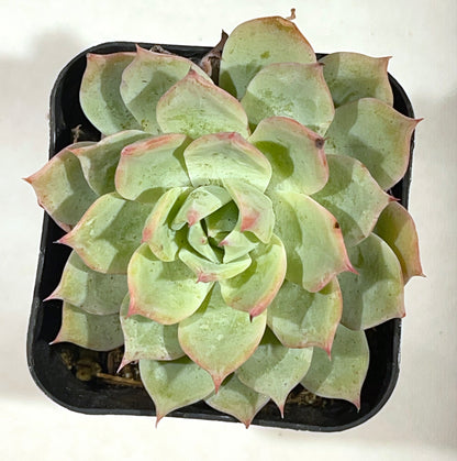 Succulents-Sets-6-SEAH