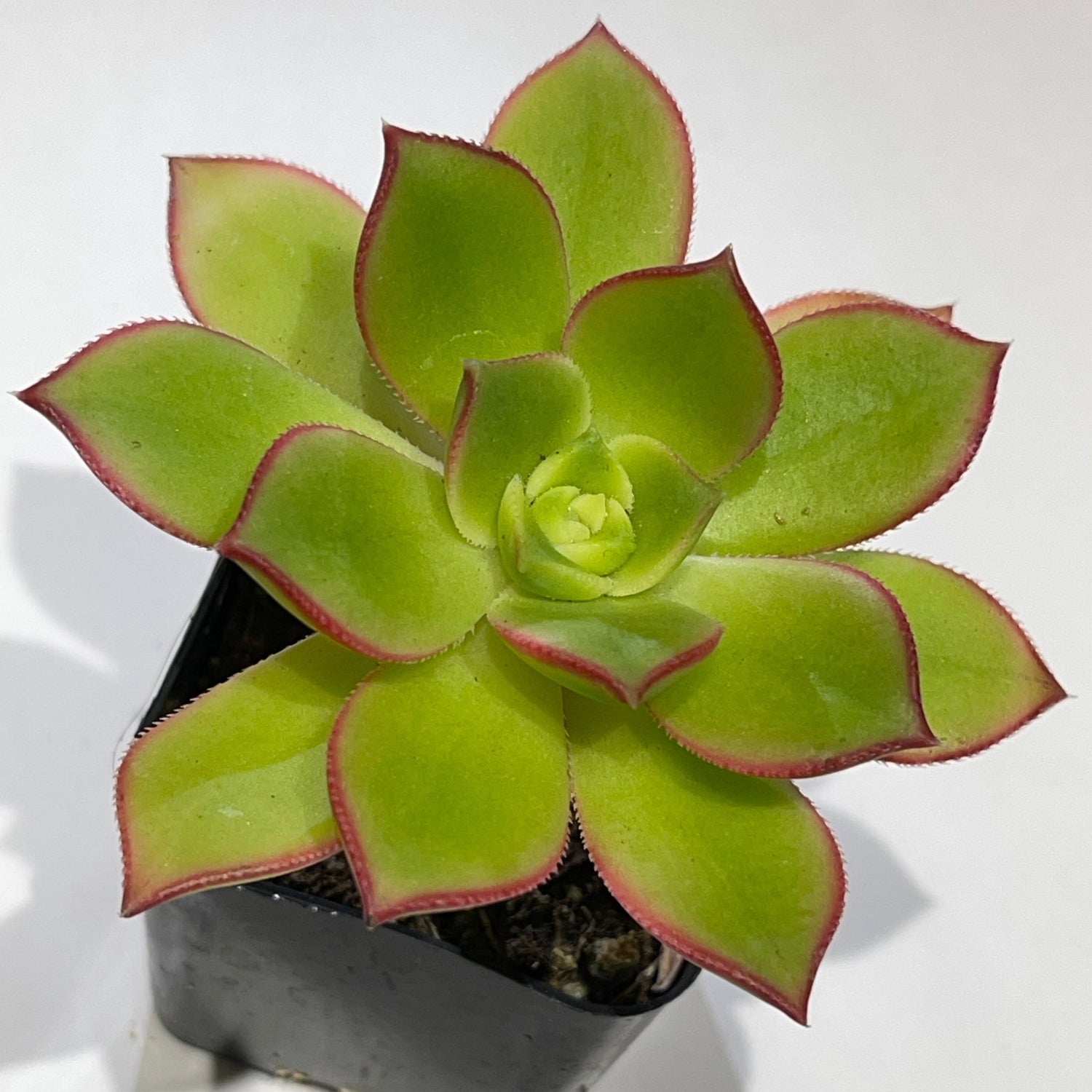 Kiwi Aeonium (Aeonium 'Kiwi') live succulent plant