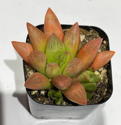Succulents-Sets-6-SEAH