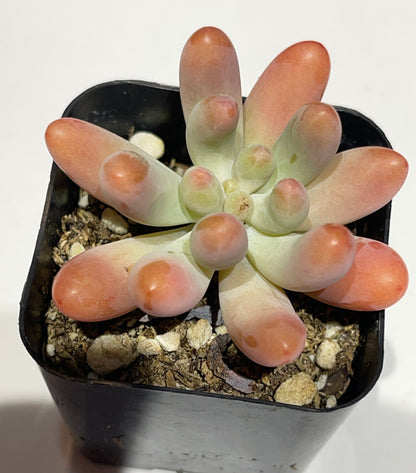 Succulents-Sets-6-SEAH