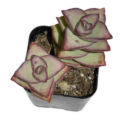 Crassula perforata - String of Buttons-SEAH