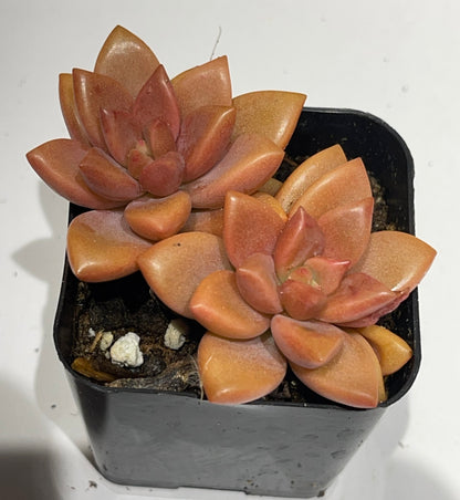 Succulents-Sets-6-SEAH