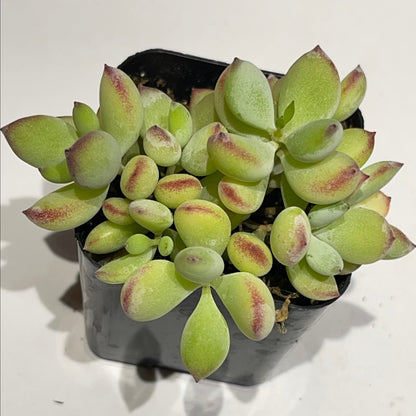 Cotyledon pendens-SEAH