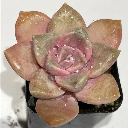Graptopetalum superbum-SEAH