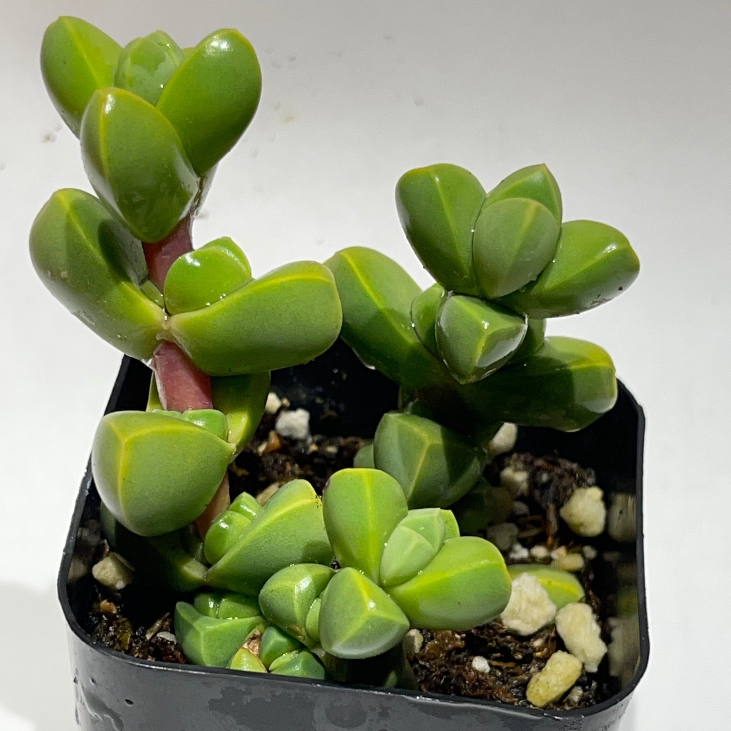 ice plant succulents Ice Plant | Corpuscularia lehmannii