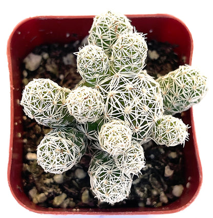 Mammillaria Gracilis Fragilis-SEAH