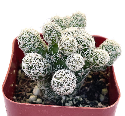 Mammillaria Gracilis Fragilis-SEAH