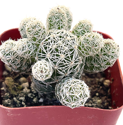 Mammillaria Gracilis Fragilis-SEAH