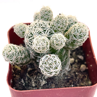 Mammillaria Gracilis Fragilis-SEAH