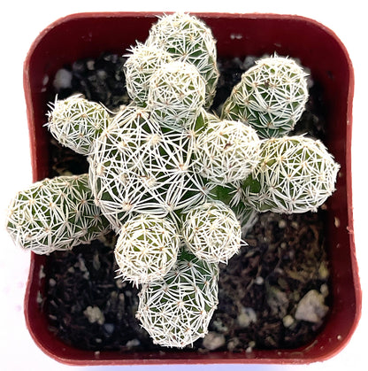 Mammillaria Gracilis Fragilis-SEAH