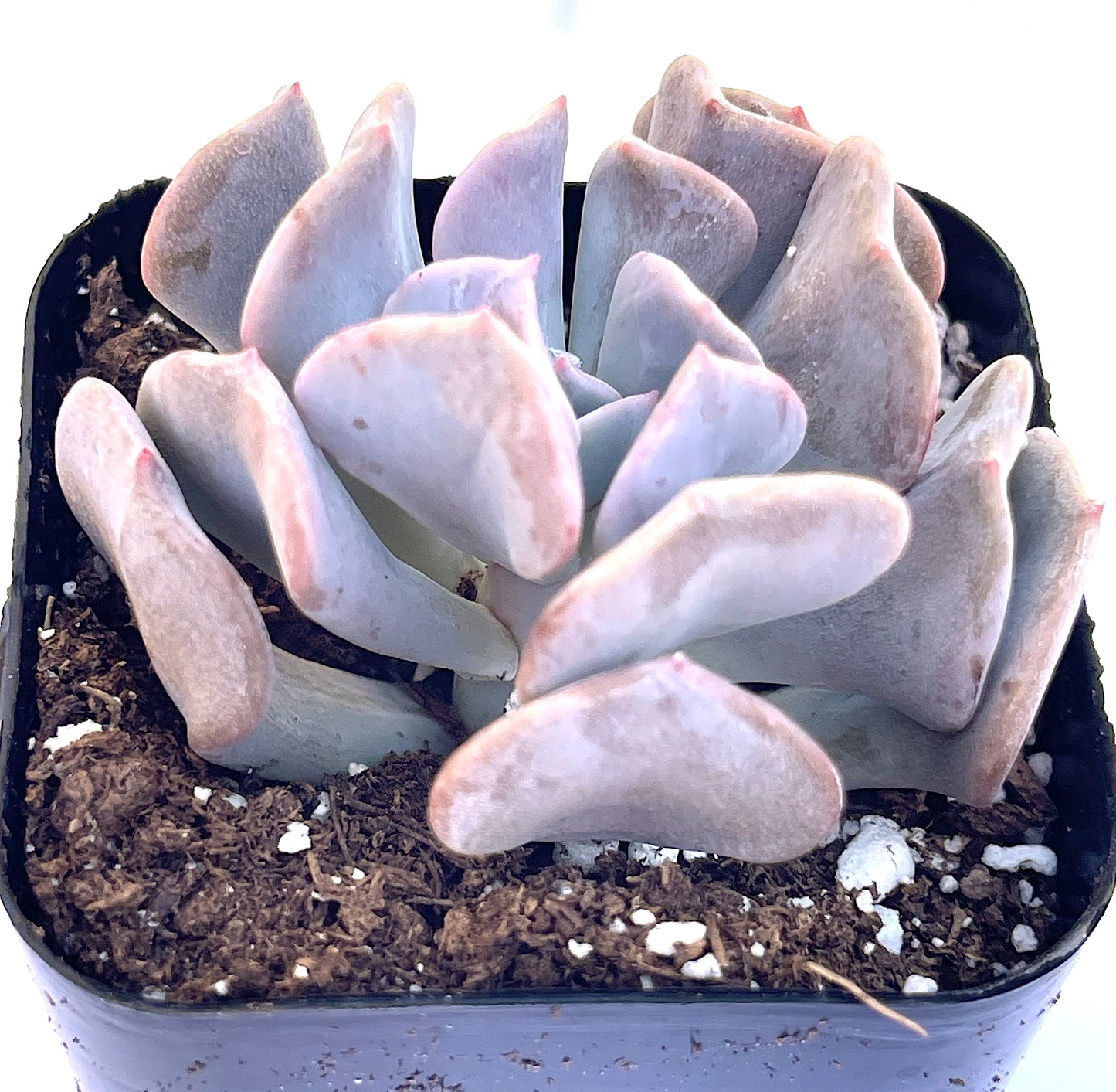 Cubic Frost Aloe
