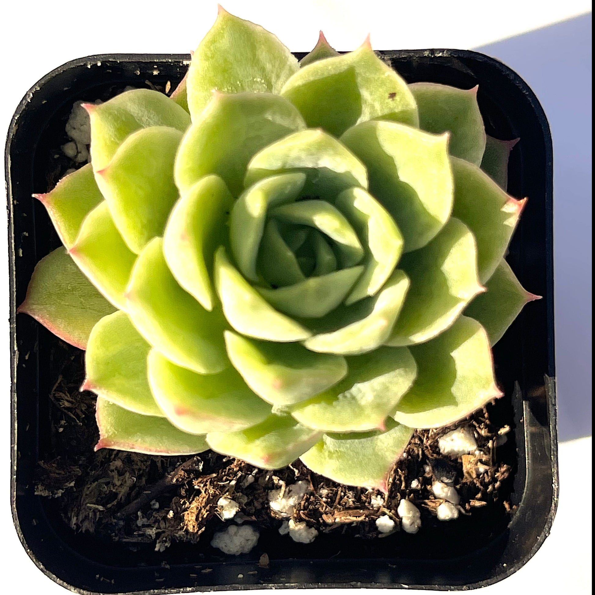 lime succulents Lime and Chile Echeveria | Echeveria 'Lime n' Chile'