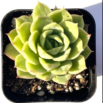 Echeveria 'Lime and Chile-SEAH