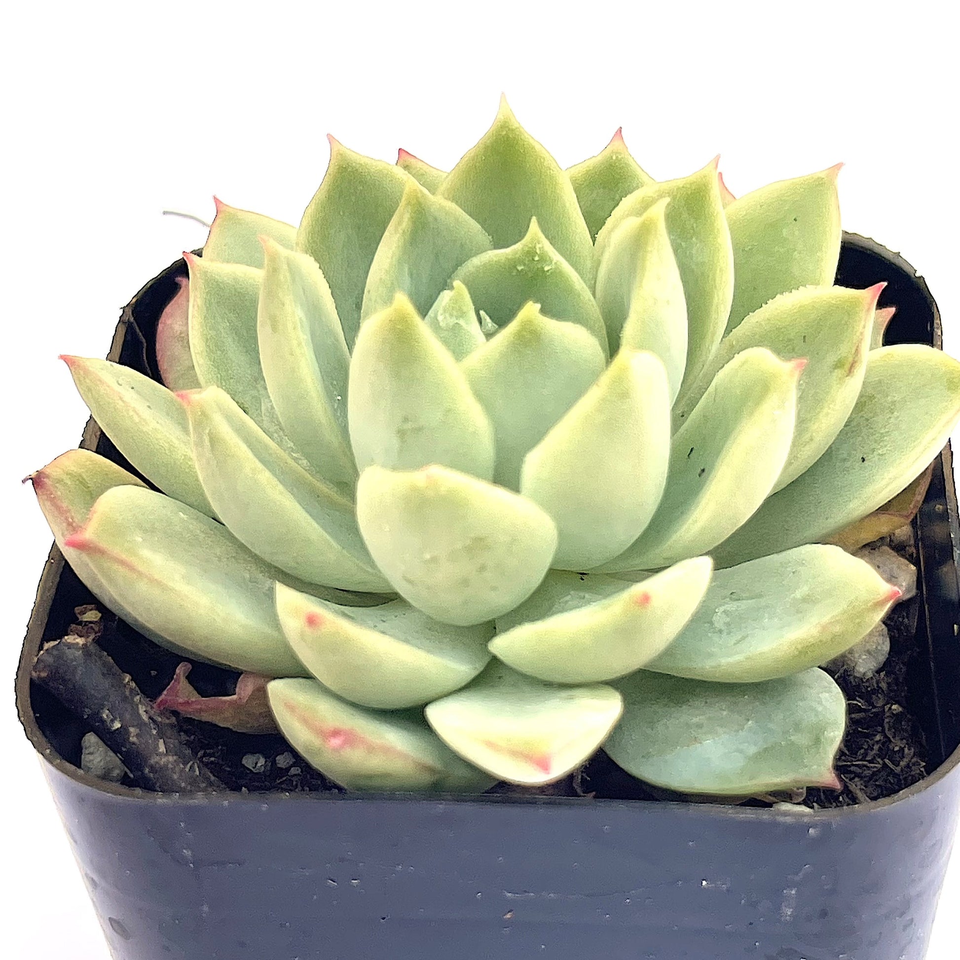 lime succulent Lime and Chile Echeveria | Echeveria 'Lime n' Chile'