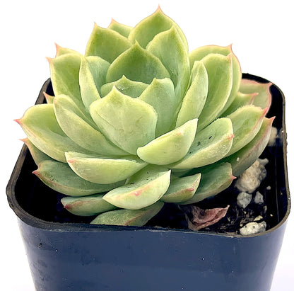 Echeveria 'Lime and Chile-SEAH