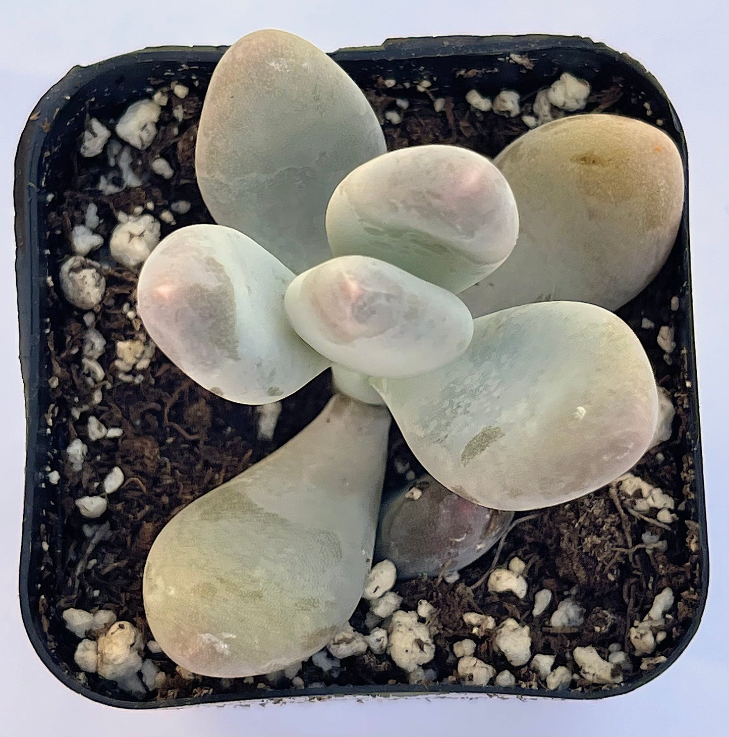 pachyphytum oviferum - Lavender Pebbles