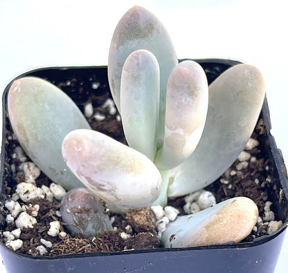 pachyphytum oviferum - Lavender Pebbles-SEAH