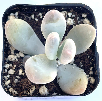 pachyphytum oviferum - Lavender Pebbles-SEAH