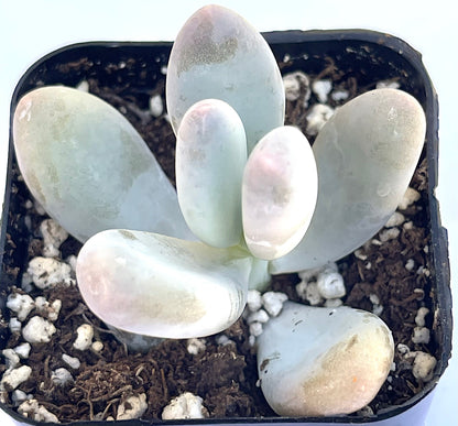 pachyphytum oviferum - Lavender Pebbles-SEAH