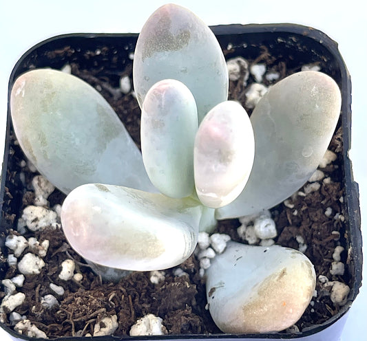 pachyphytum oviferum - Lavender Pebbles