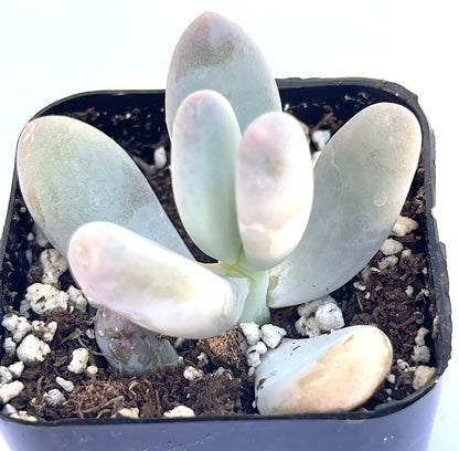 pachyphytum oviferum - Lavender Pebbles-SEAH