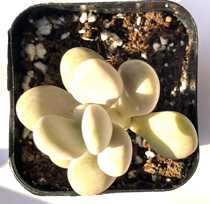 Pachyphytum oviferum - Pink Moonstone-SEAH