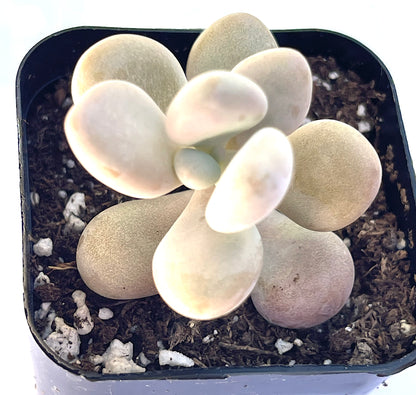 Pachyphytum oviferum - Pink Moonstone-SEAH