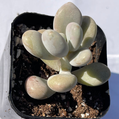 Pachyphytum oviferum - Pink Moonstone-SEAH