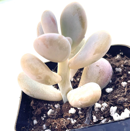 Pachyphytum oviferum - Pink Moonstone-SEAH