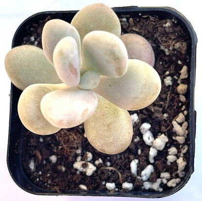 Pachyphytum oviferum - Pink Moonstone-SEAH