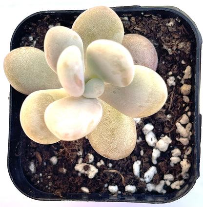 Pachyphytum oviferum - Pink Moonstone-SEAH
