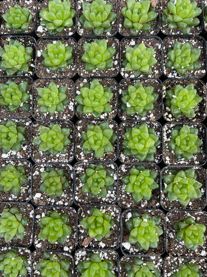 haworthia cymbiformis var. obtusa-SEAH