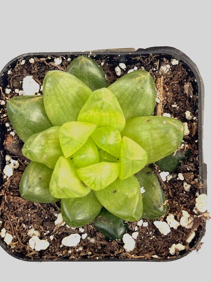 haworthia cymbiformis var. obtusa-SEAH