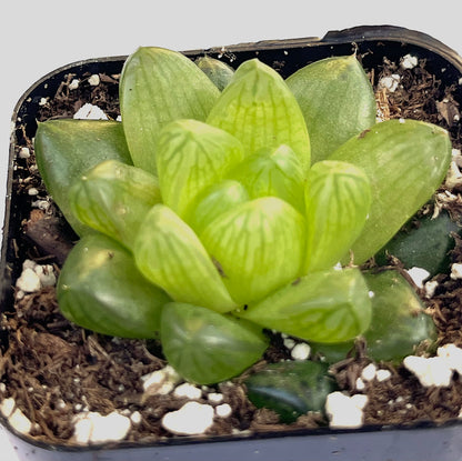haworthia cymbiformis var. obtusa-SEAH