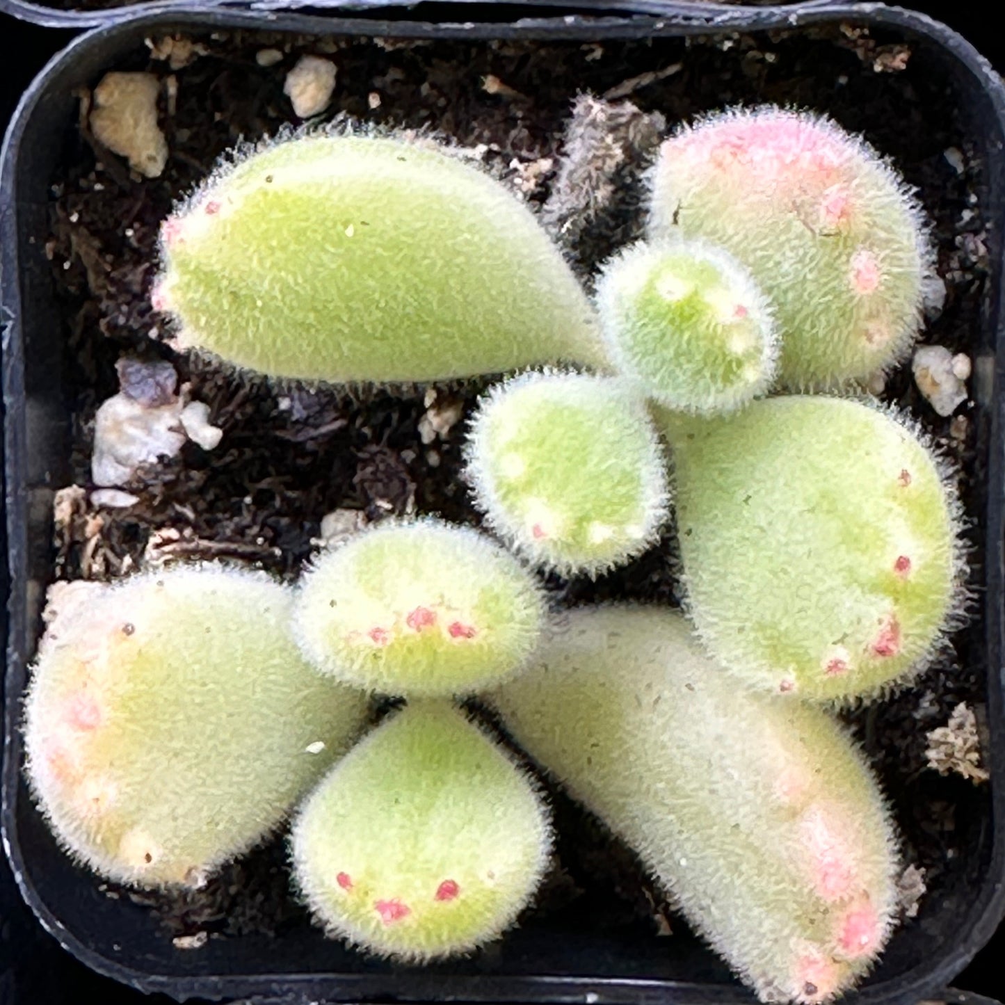 yellow bear paw succulent Bear's Paw Cotyledon | Cotyledon tomentosa