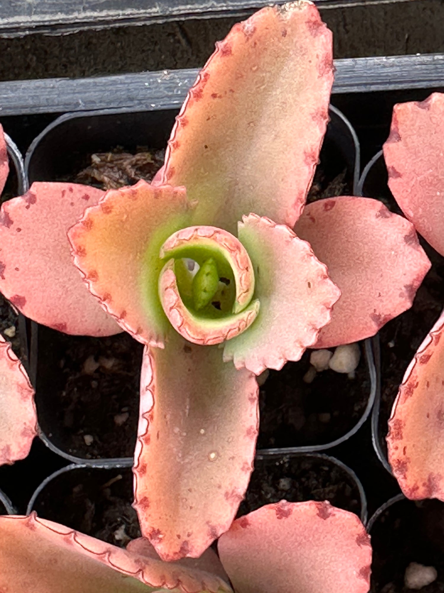 Kalanchoe daigremontiana live succulent plant