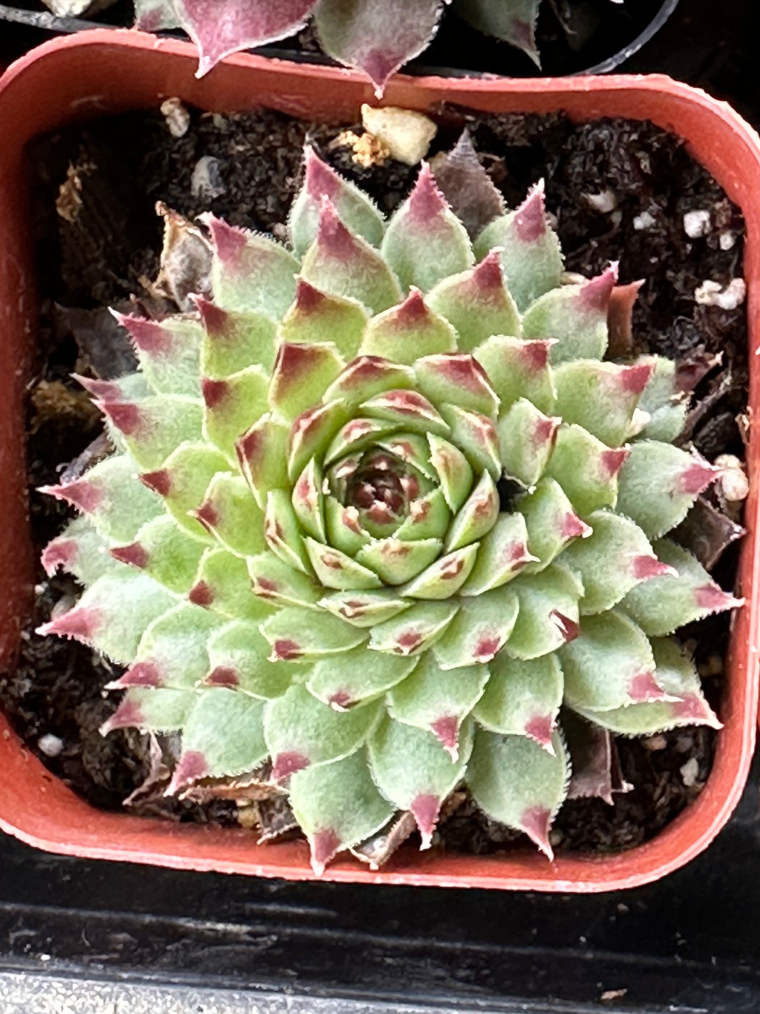 Sempervivum tectorum ssp. calcareum live succulent plant