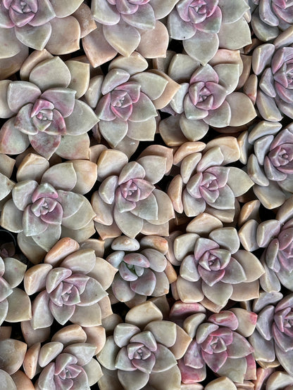 Graptopetalum superbum-SEAH