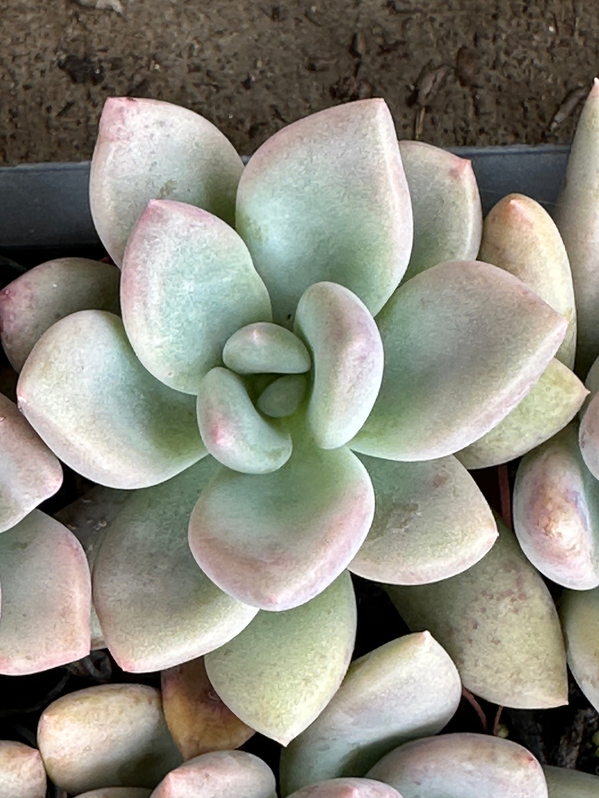 Blue Haze Pachyphytum (Pachyphytum 'Blue Haze') live succulent plant