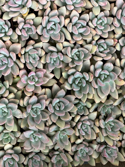 Pachyphytum - Blue Haze-SEAH