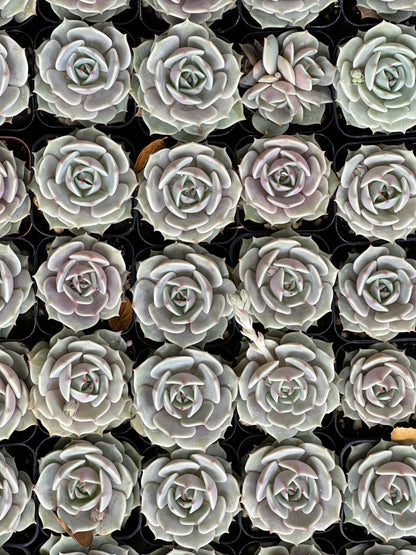 Echeveria - Lola-SEAH