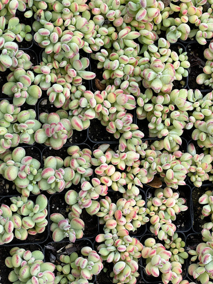 Cotyledon pendens-SEAH