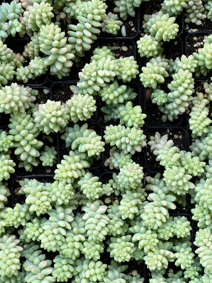 Sedum morganianum- Burrito-SEAH