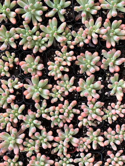 blue jelly bean succulent Blue Jelly Bean Sedum | Sedum pachyphyllum