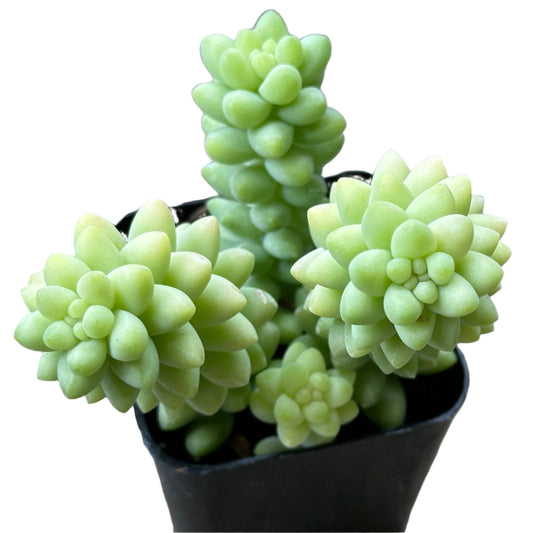 Sedum morganianum- Burrito-SEAH
