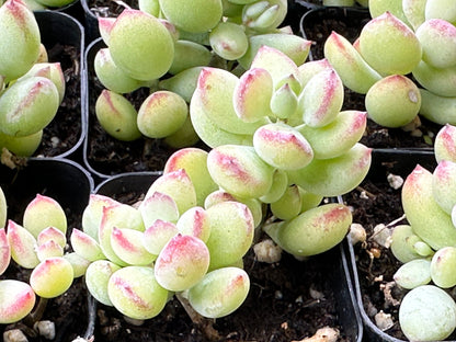 Cotyledon pendens-SEAH