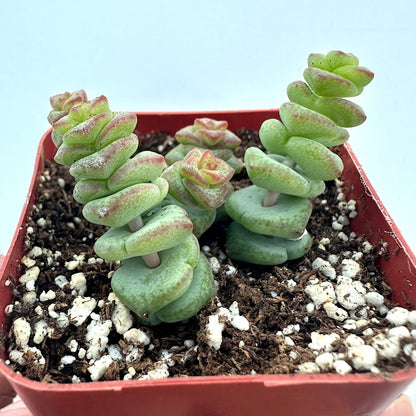 Crassula - Jade Necklace-SEAH