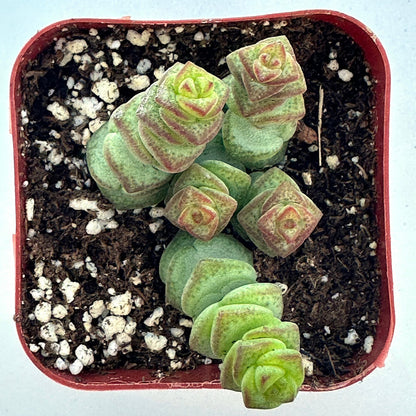 Crassula - Jade Necklace-SEAH